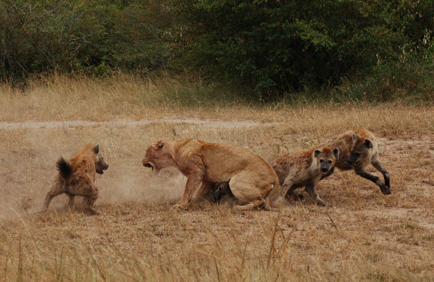 Hyenas Attacking Lioness