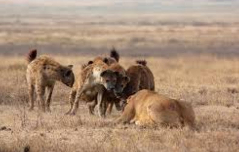 Hyenas Attaching Lioness