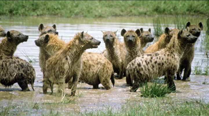 Hyenas Top Predator
